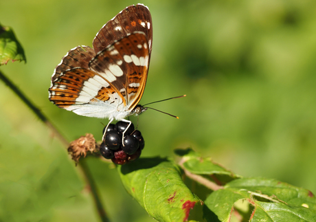 Kleine ijsvogelvlinder