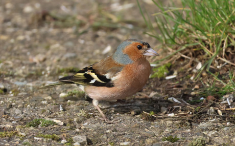 Vink