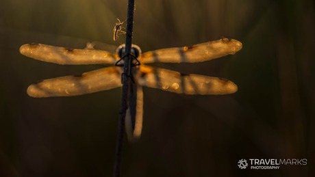 Macrofotografie libelle
