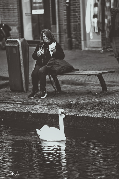 No food for the swan