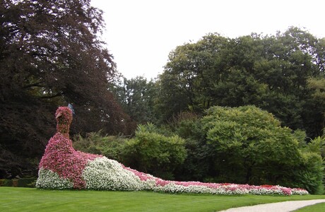 Bloemen pauw