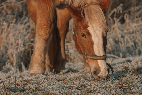 Paard aan het grazen in het rijp tijdens een koude winterochtend