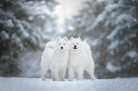 Snowy Samoyeds
