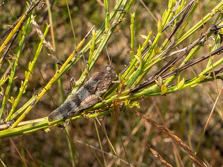 Blauwvleugelsprinkhaan.