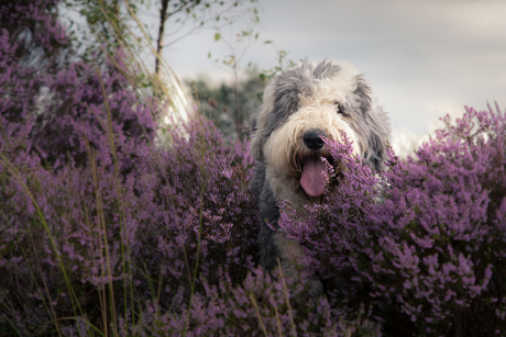 Lotje de Old English sheepdog