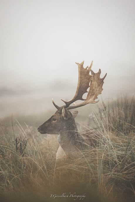 Mistige ochtend in de natuur