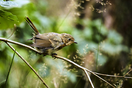 Jong Roodborstje