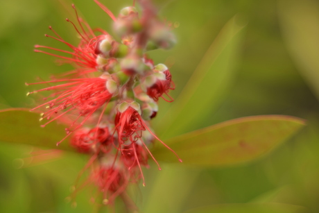 Callistemon