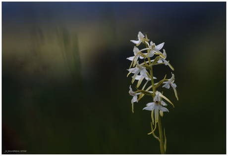 Nachtorchis