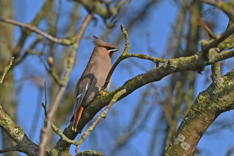 Pestvogel.