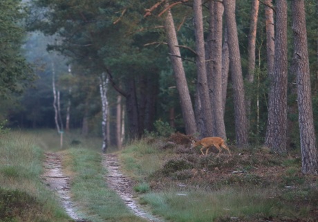 Sluipen in de ochtend