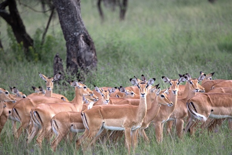Impala’s 