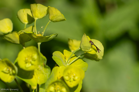 Vliegende speld op een wolfsmelk