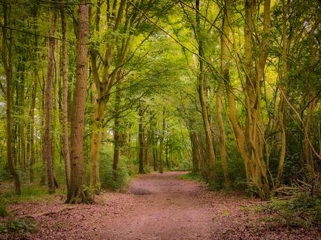 In het bos