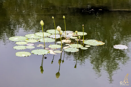 Heilige lotus (Nelumbo nucifera)