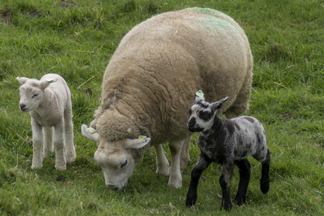 het zwarte schaap