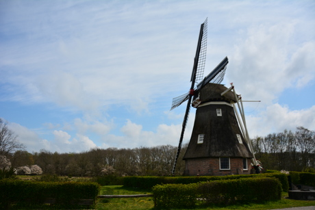 Beltmolen bij Ruinen. De Zaandplatte.