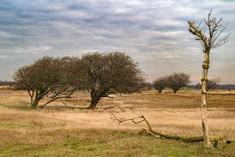 bomen 