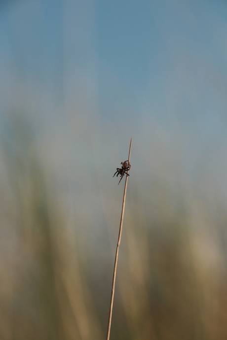 Klein spinnetje aan een duinspriet