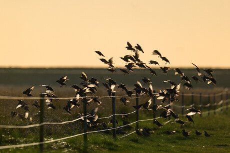 Starlings op Schiermonnikoog