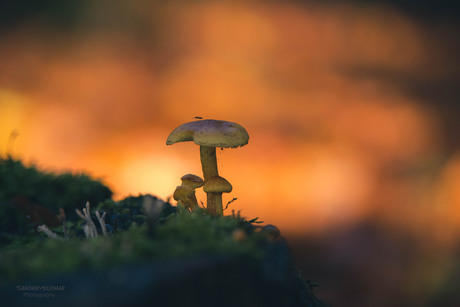 paddenstoelentijd