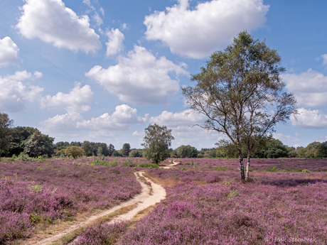 Bloeiende heide