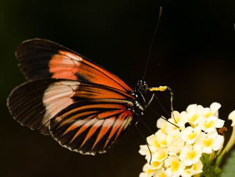 Oranje Passiebloemvlinder