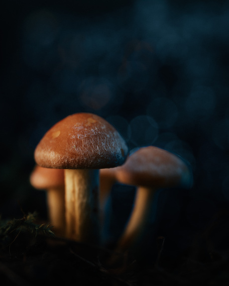 Spookachtige paddenstoelen