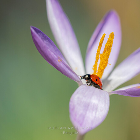 Krokus met lieveheersbeestje