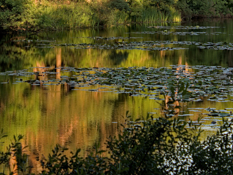 Reflecties in het water 