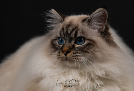 Heilige Birmaan in de studio