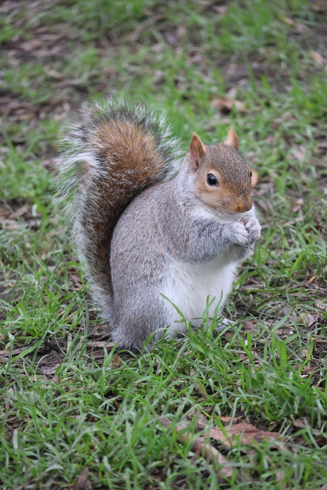 Knabbel in Hyde Park