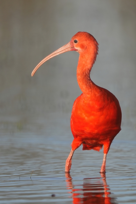 Rode Ibis in de Nieuwe Dordtse Biesbosch