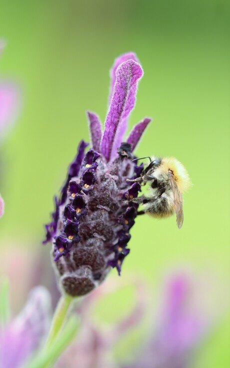 lavendel