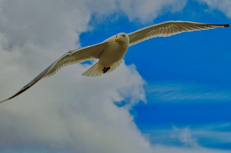 In vogelvlucht