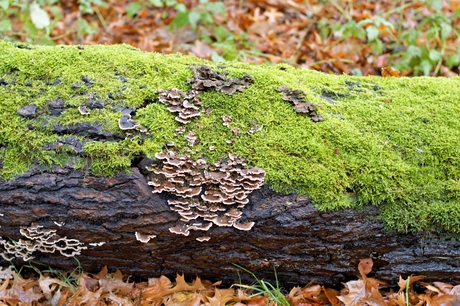 elfenbankjes