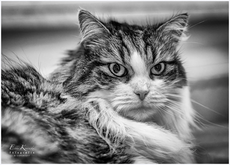 Zwart/Wit portret van Lexi