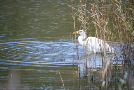 Grote Zilverreiger