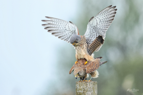 Acrobaten op de Paal