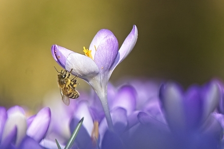 smulfestijn voor de bijtjes