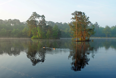 Twee eendjes zwemmen in water 