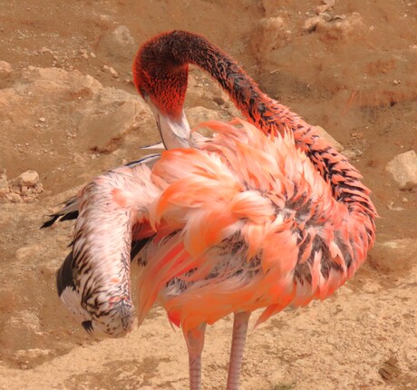 Flamingo (Jong)