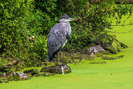 Jonge reiger