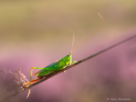 Zuidelijk spitskopje