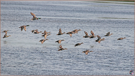 Eenden in vlucht …