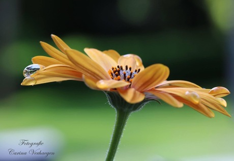 Margrietje