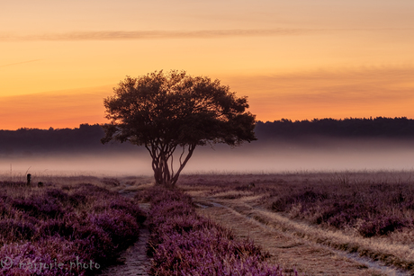 Een vleugje mist 