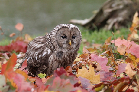 Herfst