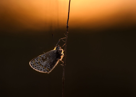 Ooit in de Appelzak 6