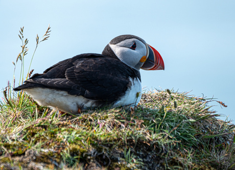 Puffin